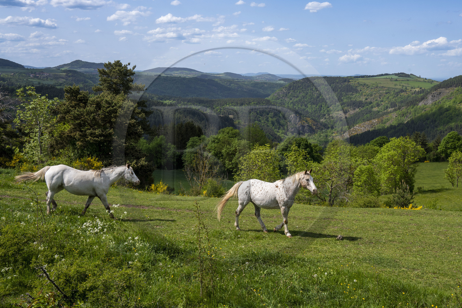 France, Haute-Loire (43), Saint-Martin-de-Fugères, MacQuart P.O.A. Ranch, poney des Amériques, randonnée avec un âne sur le chemin de Stevenson (GR 70)