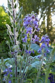 France, Var, Iles d'Hyeres, Parc National de Port Cros (National park of Port Cros), Porquerolles island, delphinium