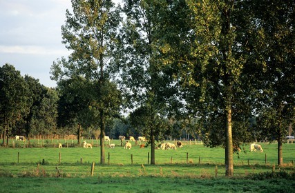Belgique, Flandre, la campagne de la Campine anversoise