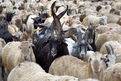 Azerbaijan, Ismailli region, flock of sheep and goats in transhumance on the road down Lahij (Lahic)