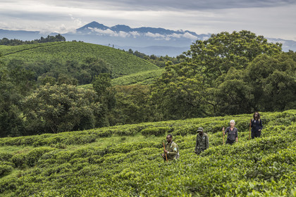 Rwanda, Province de l’Ouest, Gisakura, Parc national de Nyungwe, le garde de African Parks Claver Mtoyinkima guidant des touristes sur la piste des Colobes de Ruwenzori (Colobus angolensis ruwenzorii) pendant un safari à pied dans la forêt tropicale humide naturelle bordée par les plantations de thé, les montagnes de Kahuzi-Biega dans la République démocratique du Congo en arrière plan