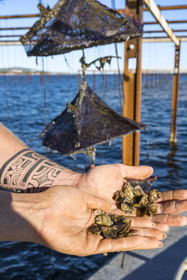 France, Herault, Etang de Thau, Meze, shellfish producers Quentin and Emmeline, young Ostrea edulis oysters and spats in Japanese baskets
