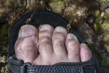 France, Charente-Maritime (17), Ile d'Oléron, Saint-Georges-d'Oléron, sur l’estran de la plage des Sables Vignier à marée basse, crevette bouquet (Palaemon serratus)