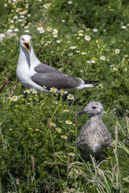 France, Finistère (29), Pays des Abers, Ile Vierge dans l'archipel de Lilia, de très nombreux goélands peuple l'île en période de nidification