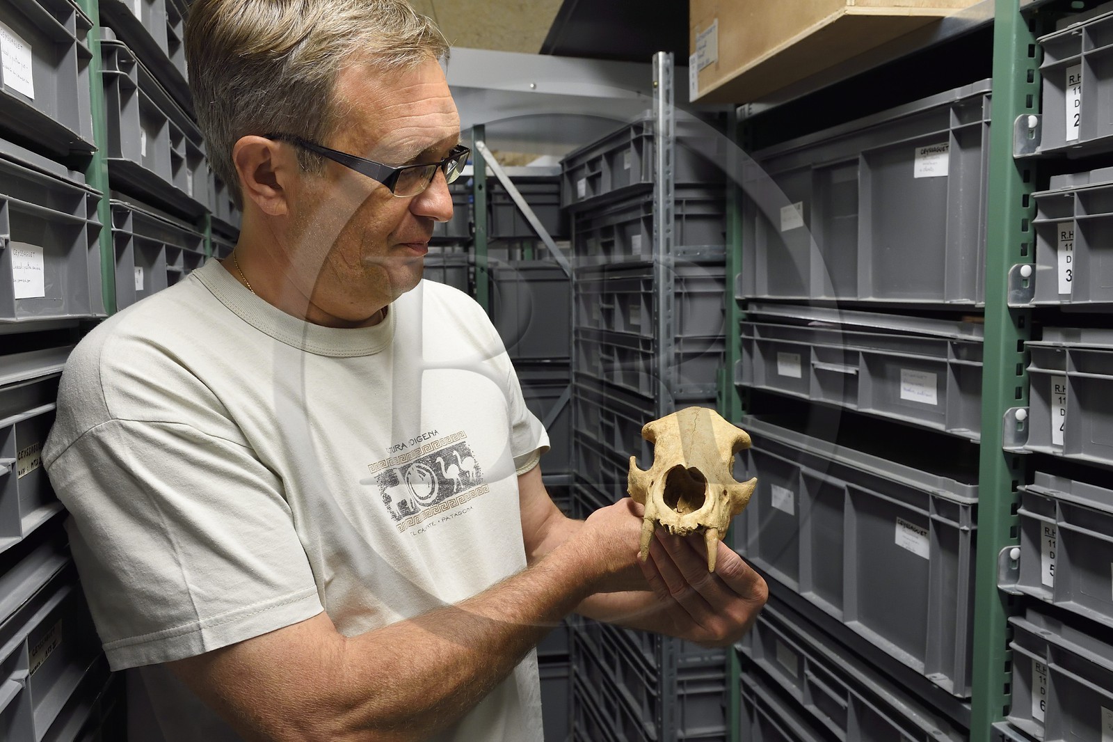 France, Dordogne (24), Périgord Noir, vallée de la Vézère, Les Eyzies-de-Tayac-Sireuil, site classé Patrimoine Mondial de l'UNESCO, Musée National de la Préhistoire, les réserves, Stephane Madelaine (ingénieur des services culturels chargé des collections de faunes) présente le crane d'un ours étrusque d'environ 1 200 000 ans provenant du site de Ceyssaguet