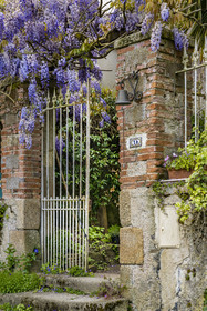 France, Vendee, Cugand, wisteria surrounding a house gate