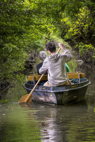 France, Vendée (85), Parc Interrégional du Marais Poitevin labellisé Grand Site de France, Maillezais, batelier effectuant une promenade en barque dans les conches sur les affluents de l'Autise