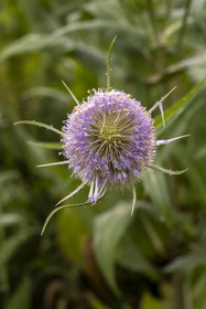 France, Alpes-Maritimes, Mouans-Sartoux, Gardens of the International Museum of Perfumery (Musée International de la Parfumerie - MIP), thistle