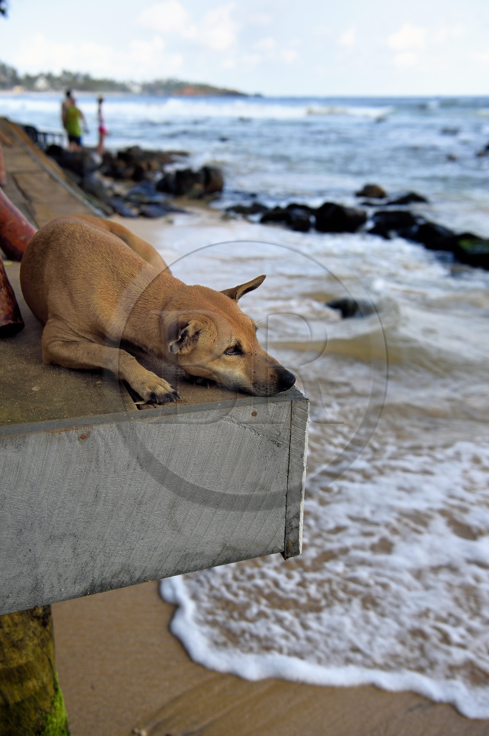 Sri Lanka, Province du Sud, Matara (district), Weligama, plage de Mirissa, chien rêveur