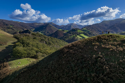 France, Pyrénées-Atlantiques (64), Pays-Basque, la vallée des Aldudes, vaches au sommet de la colline d’Elizamendi au dessus d'Urepel, le Kintoa (le pays Quint) au sud de la vallée à cheval de la frontière espagnole en arrière plan (vue aérienne)
