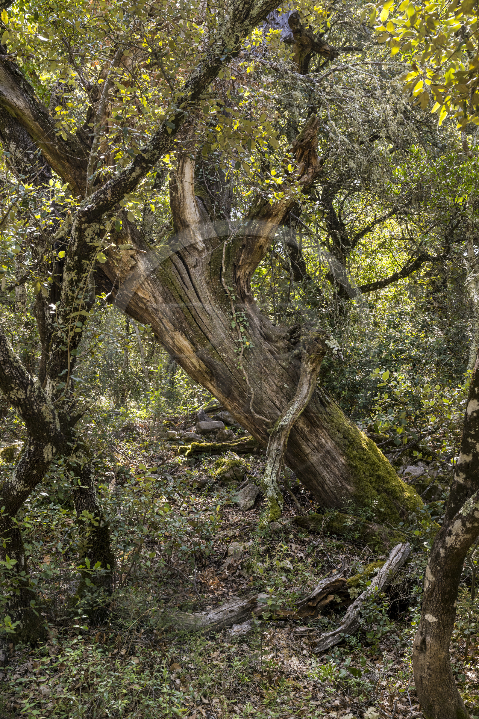 France, Var (83), Provence Verte, Bras, Académie du Bain de Forêt Provençale, forêt du domaine Le Peyrourier - une campagne en Provence