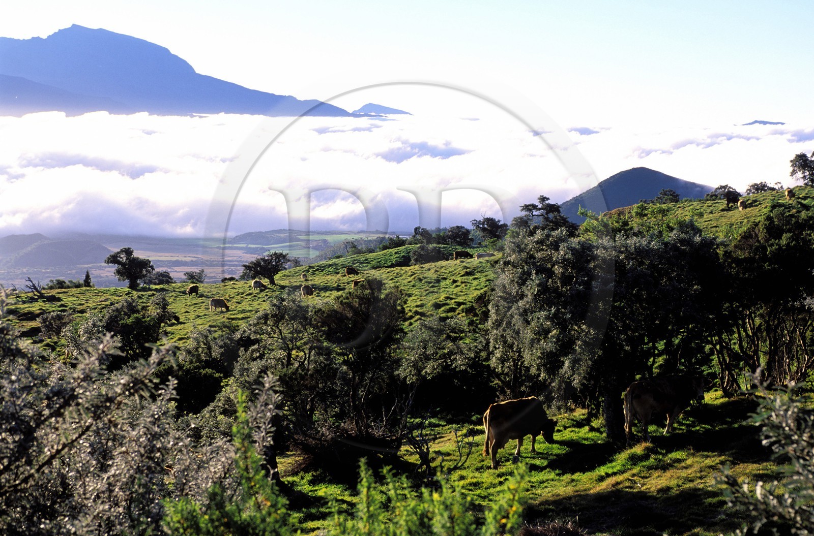 France, île de la Réunion, la plaine des Cafres, pâturage et Piton des Neiges, classé Patrimoine Mondial de l'UNESCO au loin