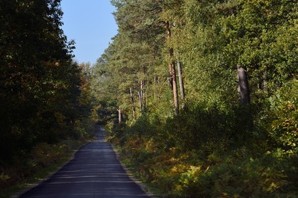 France, Seine-Maritime (76), Pays de Caux, Parc naturel régional des Boucles de la Seine normande, Vatteville-la-Rue, forêt de Brotonne