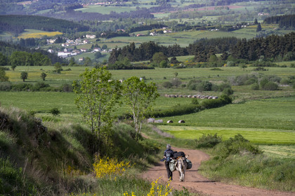 France, Haute-Loire (43), au sud de Pradelles, randonnée avec un âne sur le chemin de Stevenson (GR 70)