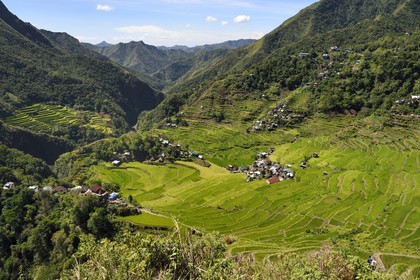 Philippines, province d'Ifugao, les rizières en terrasses de Banaue autour du village de Batad, classées Patrimoine Mondial de l'UNESCO, alimentées par un ancien système d'irrigation depuis la forêt tropicale au-dessus des terrasses