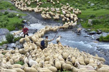 Géorgie, Kakheti, Parc national de Touchétie, vallée de la rivière Alazani dans les montagnes de Pirikiti, Parsma (Baso), berger et son troupeau de moutons franchissant la rivière