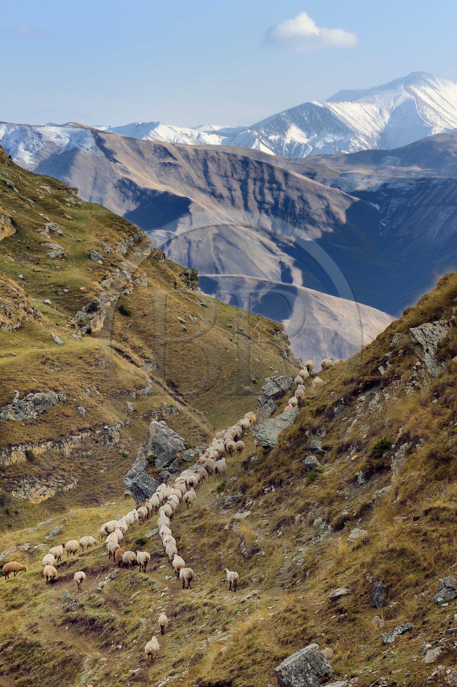 Azerbaïdjan, région de Quba (Guba), chaine de montagne du Grand Caucase, randonnée entre le village de Qalaxudat et de Giriz, colonne de moutons