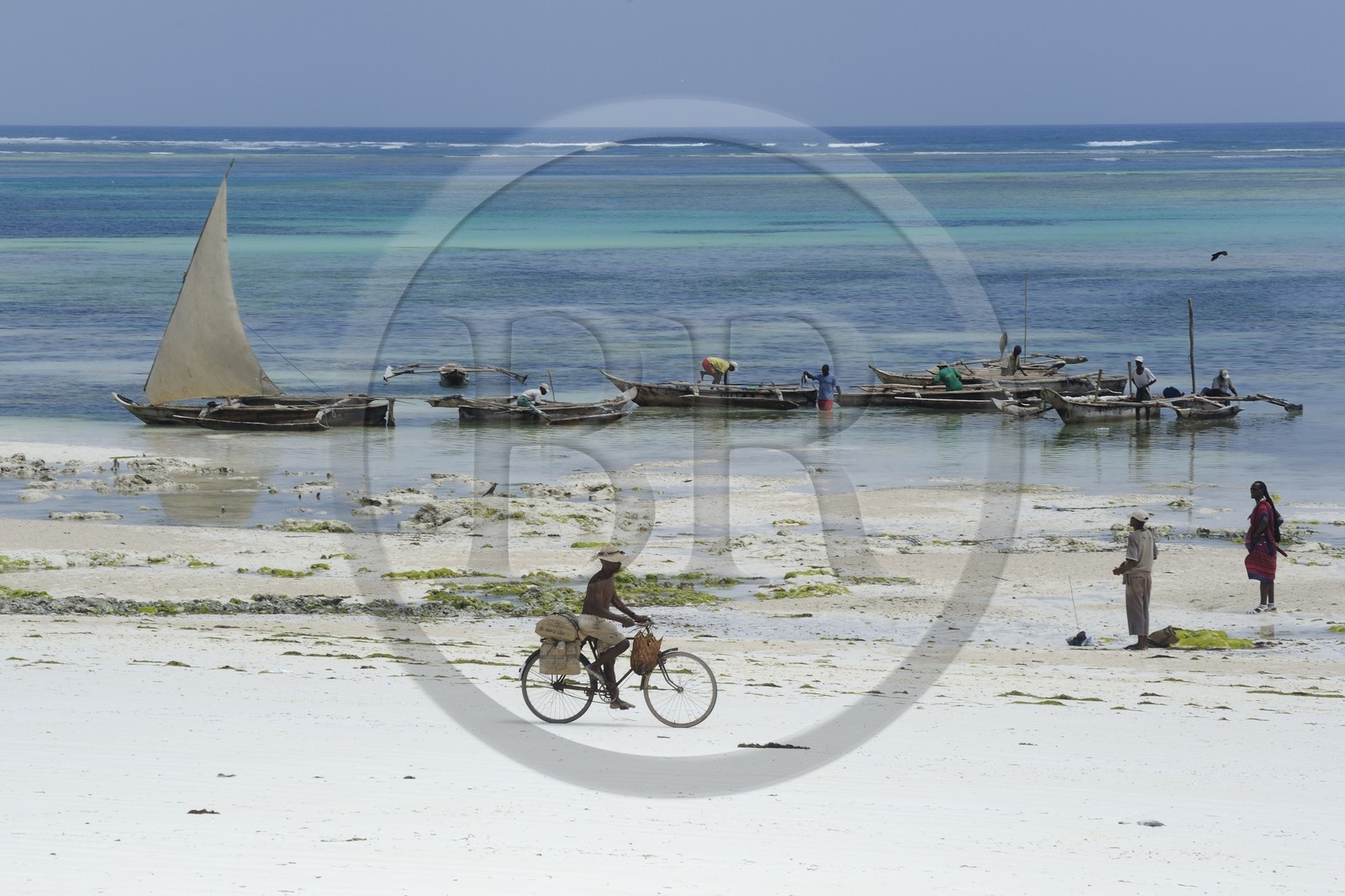 Tanzanie, archipel de Zanzibar, île de Unguja (Zanzibar), côte Sud-Est, Bwejuu, pêcheurs sur des dhow (boutre traditionnel)