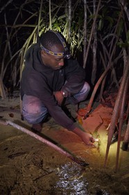 Gabon, province de Ogooué- Maritime, Parc National du Loango, observation de nuit d'un jeune crocodile dans la mangrove de la Lagune Iguéla