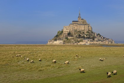 France, Manche, Mont Saint Michel, listed as World Heritage by UNESCO, salt marshes sheeps