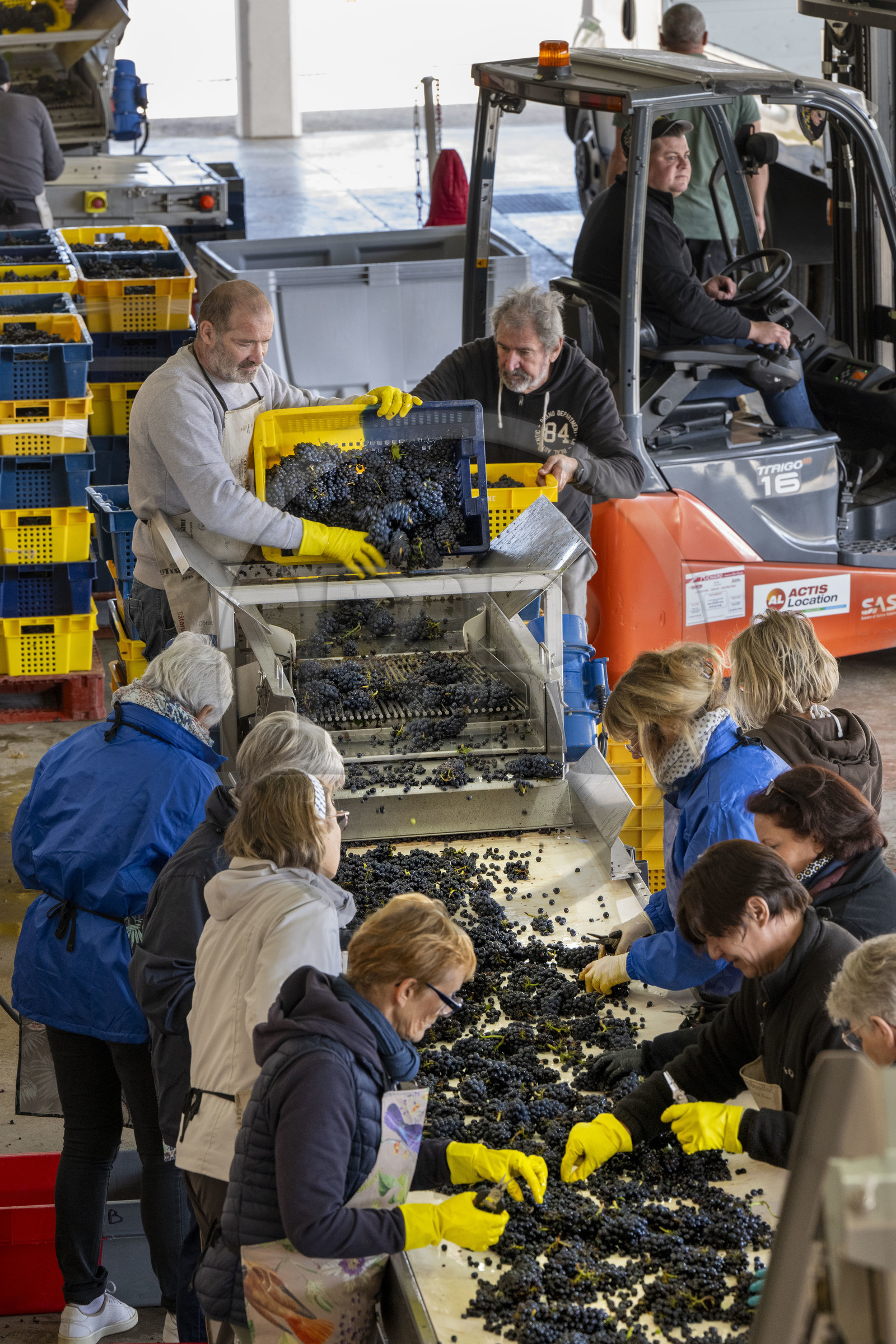 France, Côte-d'Or (21), les climats de Bourgogne classés Patrimoine Mondial de l'UNESCO, Beaune, Cuverie des Hospices de Beaune, trie et éraflage (ou égrappage), juste après la vendange et avant de presser le raisin, pour enlever la partie végétale