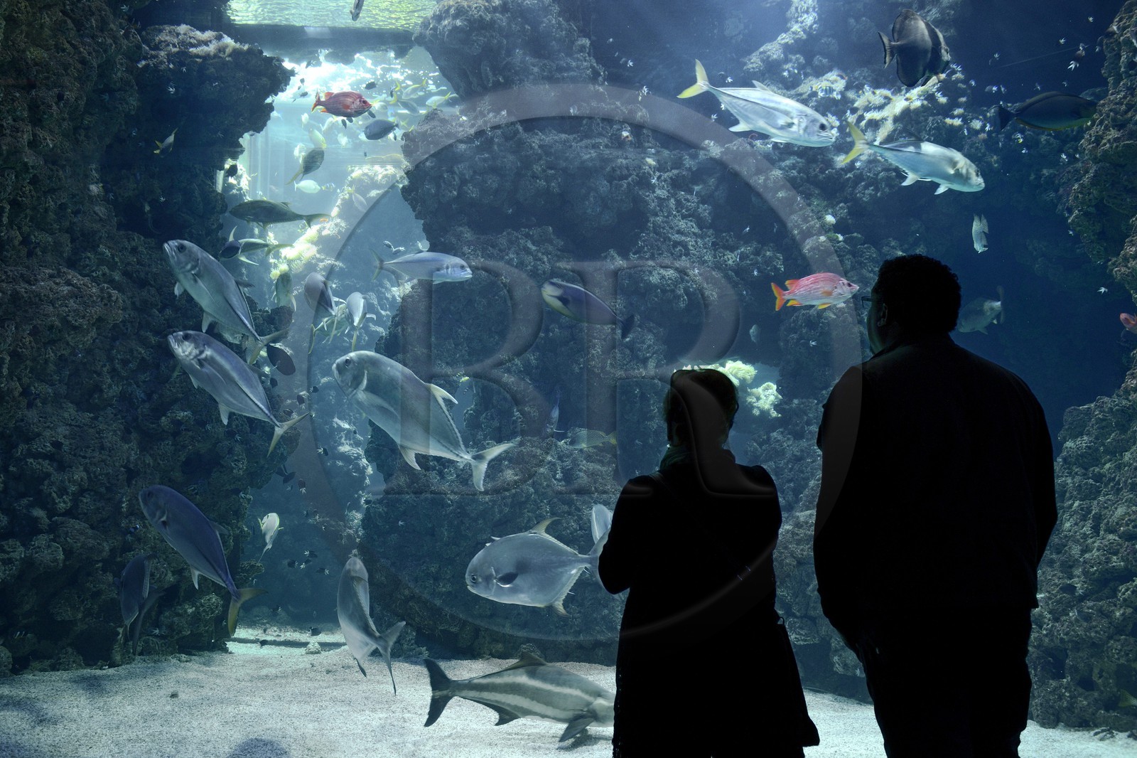 Principauté de Monaco, Monaco, le musée océanographique, aquarium du Lagon au Requins Principauté de Monaco, Monaco, le musée océanographique, aquarium du Lagon au Requins