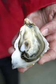 France, Charente-Maritime (17), Fouras, dégustation d'huitres dans la cabane des frères Bénard à la Pointe de la Fumée