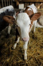 France, Haut-Rhin (68), la route des Crêtes, ferme auberge marcaire du Grand Hêtre, un veau à l'étable