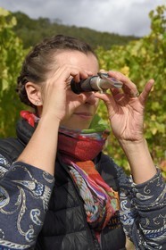 France, Bas Rhin, the Alsace Wine Route, Nothalten, grape harvest on a plot of the Wine estate Philippe Sohler, the viticulturist Lydie Sohler measures the sugar content of the grapes with a refractometer