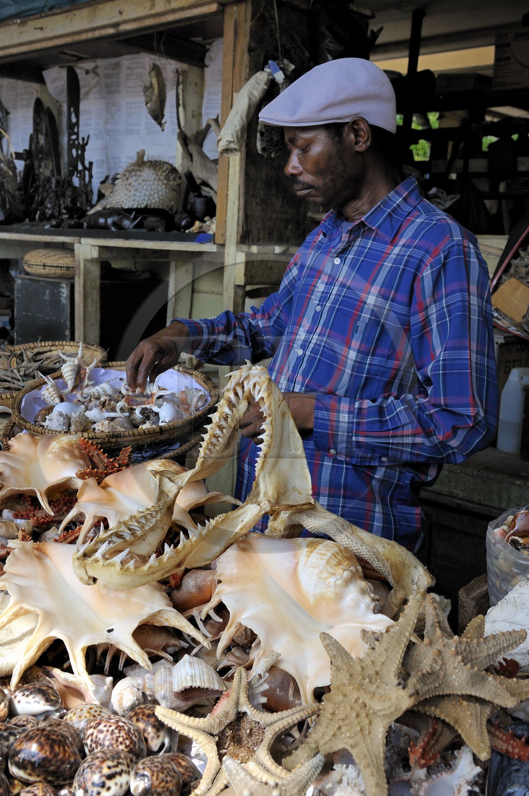 Tanzanie, Dar es-Salaam, vendeurs de coquillages & co au marché aux poissons de Kivukoni
