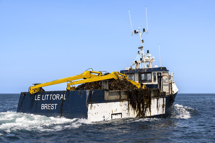 France, Finistère (29), Mer d'Iroise, Ile de Molène, bateau goémonier revenant chargé d’une récolte d’algues marines le goémon
