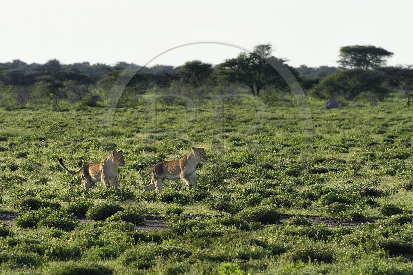 Namibia, Oshikoto region, Etosha National Park, two lionesses (Panthera leo) hunting
