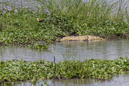 Rwanda, Parc national de l'Akagera, le lac Hago, jeune crocodile du Nil (Crocodylus niloticus) et jacana à poitrine dorée (Actophilornis africanus)