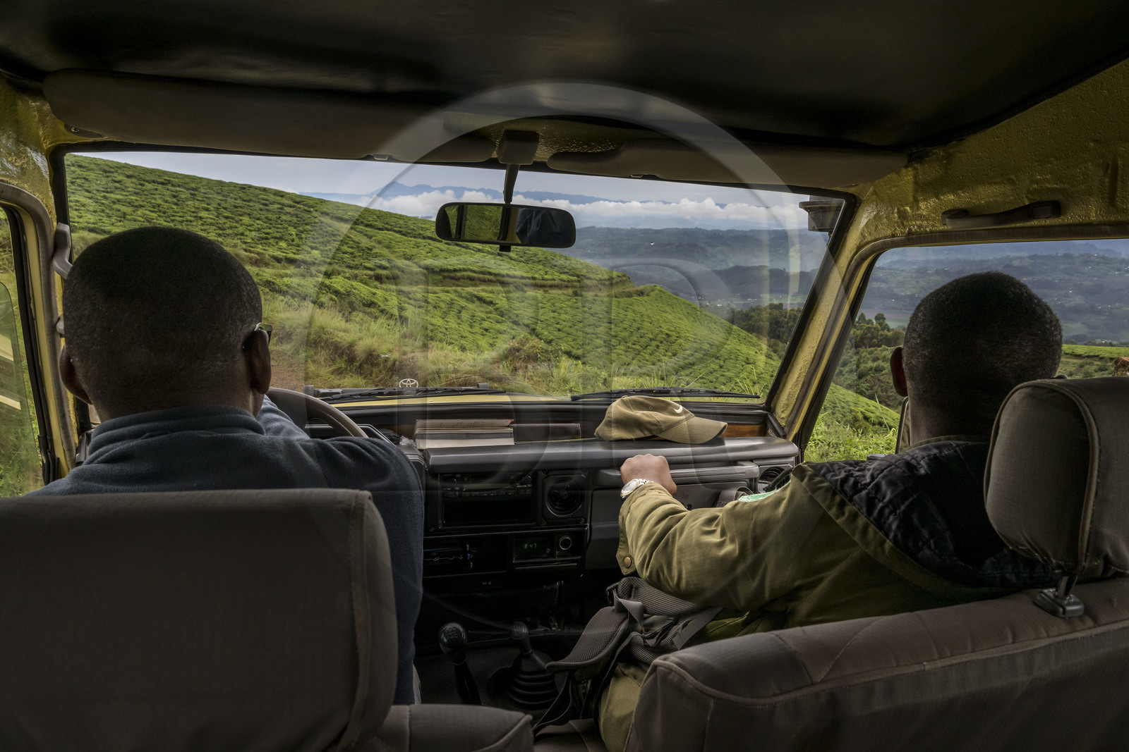 Rwanda, Province de l’Ouest, Gisakura, en route avec le garde de African Parks Claver Mtoyinkima sur la piste des singes colobes, plantation de thé et les montagnes du Congo en arrière plan