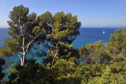 France, Var, Le Rayol Canadel sur Mer, Domaine du Rayol, Conservatoire du Littoral Estate compulsory mention, sea view through the trees in the Jardin des Mediterranees designed by landscaper Gilles Clément