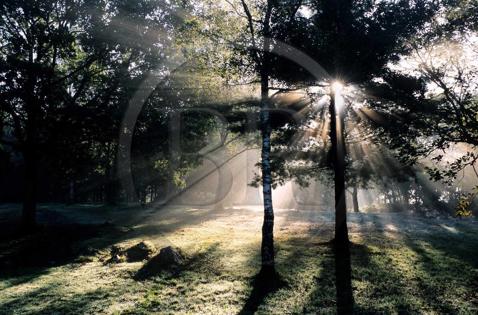 France, Mayenne (53), sous bois au petit matin