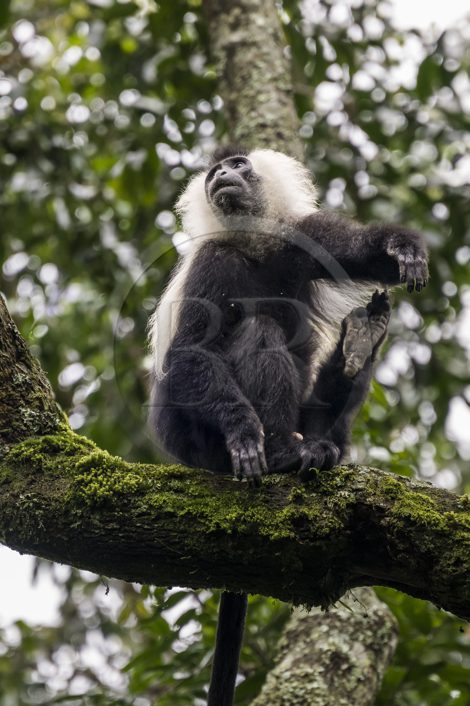 Rwanda, Province de l’Ouest, Gisakura, Parc national de Nyungwe, Colobe de Ruwenzori (Colobus angolensis ruwenzorii) pendant un safari à pied dans la forêt tropicale humide naturelle