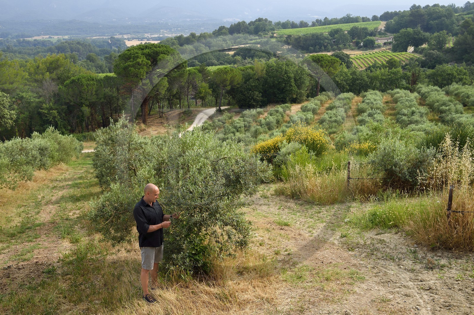 France, Vaucluse (84), Cadenet, Bastide du Laval, Roland Coupat dans son olivaie