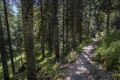France, Hautes Alpes (05), Crots, randonnée en forêt domaniale de Boscodon
