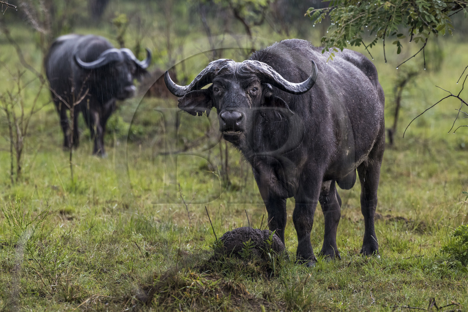 Rwanda, Parc national de l'Akagera, buffle noir des savanes (Syncerus caffer) sous la pluie