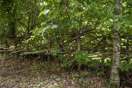 France, Saone et Loire, regional natural park of Morvan, Saint Leger sous Beuvray, archaeological site on Mount Beuvray, pleached hedge