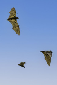 Rwanda, Province de l’Ouest, Karongi (anciennement nommée Kibuye), lac Kivu, Ile Napoléon ou Tembabagoyi, Roussette paillée africaine ou Roussette des palmiers africaine ou Roussette jaune (Eidolon helvum)