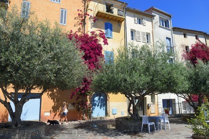 France, Var, Hyeres, place Rabaton with beautiful old olive trees and bougainvilleas climbing on the walls