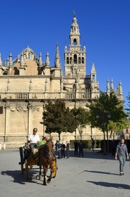 Espagne, Andalousie, Séville, quartier de Santa Cruz, la Giralda, ancien minaret almohade de la Grande Mosquée reconverti en clocher de la cathédrale, classé Patrimoine Mondial de l'UNESCO