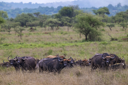Rwanda, Parc national de l'Akagera, buffle noir des savanes (Syncerus caffer) dans la plaine