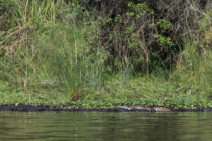 Rwanda, Parc national de l'Akagera, le lac Ihema, jeune crocodile du Nil (Crocodylus niloticus)