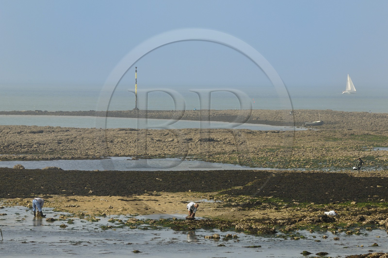 France, Charente-Maritime (17), Ile d'Aix, rade des Basques, pêche à pied à marée basse