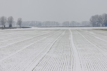 France, Ille-et-Vilaine (35), le polder du Mont-Saint-Michel