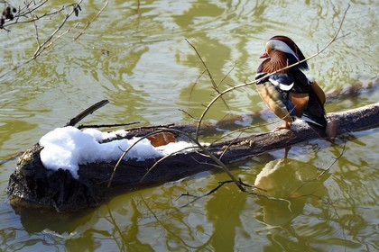 France, Val de Marne, the Marne riverside, Bry sur Marne, male mandarin duck (Aix galericulata)