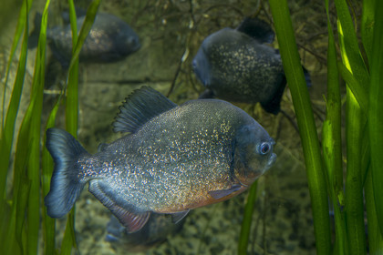 France, Finistère, Brest, Océanopolis, museum of the sea, red-bellied piranha (Pygocentrus nattereri)